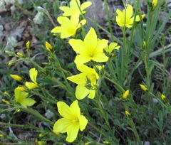 Linum pallasianum