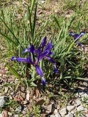 Iris reichenbachiana