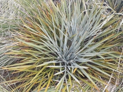 Aciphylla colensoi