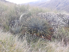 Aciphylla colensoi