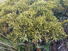 Veronica tetragona subsimilis