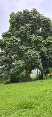 Sterculia apetala