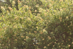 Ehretia latifolia