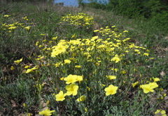 Linum pallasianum