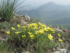 Linum pallasianum