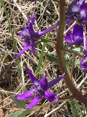 Delphinium glaucum