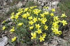 Linum pallasianum