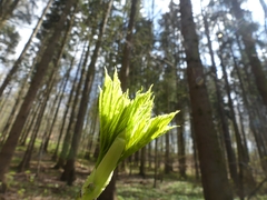 Acer platanoides