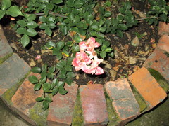 Rosa