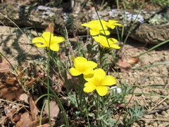 Linum pallasianum
