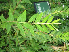 Hypericum subalatum