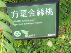 Hypericum subalatum