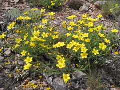 Linum pallasianum