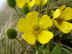 Ranunculus insignis
