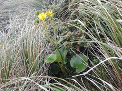 Ranunculus insignis