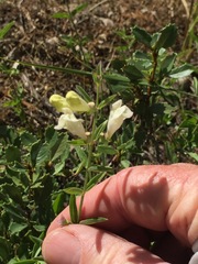 Scutellaria californica