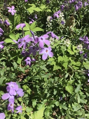 Phlox stolonifera