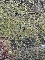 Aegithalos caudatus