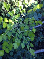Notobubon galbanum