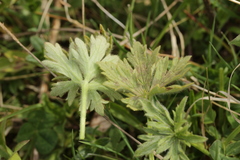 Peronospora hiemalis