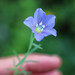 Linum pratense - Photo (c) Jean Suplick, μερικά δικαιώματα διατηρούνται (CC BY-NC), uploaded by Jean Suplick