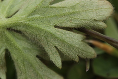 Peronospora hiemalis