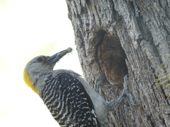 Melanerpes aurifrons