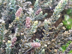 Lepidothamnus laxifolius