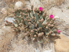 Opuntia basilaris brachyclada