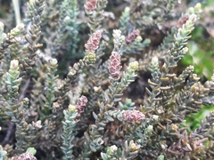 Lepidothamnus laxifolius