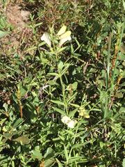 Scutellaria californica