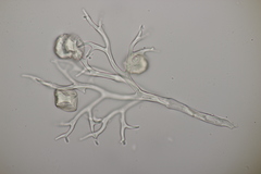 Peronospora hiemalis