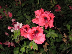 Angiospermae