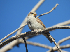 Passer domesticus
