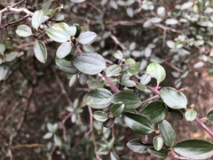 Ceanothus oliganthus sorediatus
