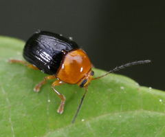 Cryptocephalus nanus