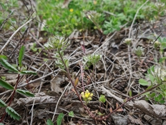 Alyssum umbellatum