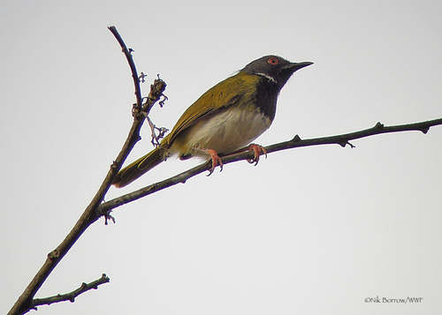 Masked Apalis