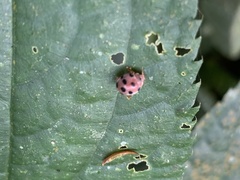 Epilachna maculicollis