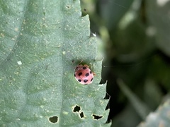 Epilachna maculicollis