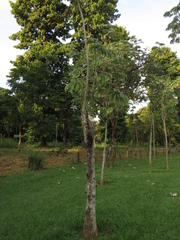 Cecropia