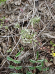 Alyssum umbellatum