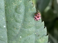 Epilachna maculicollis