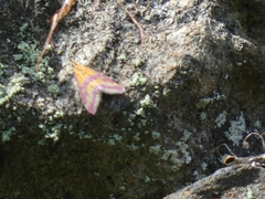 Pyrausta sanguinalis