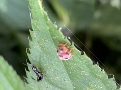 Epilachna maculicollis