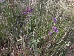Verbena incompta