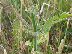 Verbena incompta