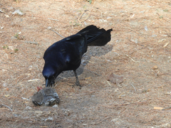 Quiscalus mexicanus