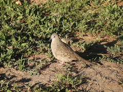 Columbina inca