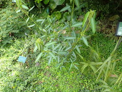 Codariocalyx motorius